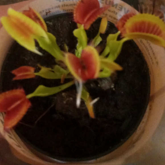 Meet your Posher, Jeanette - Picture 2 of 2